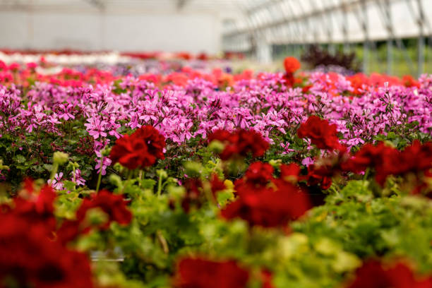 Large glass greenhouse with flowers. Growing flowers in greenhouses. Interior of a modern flower greenhouse. Flowers in flowerpots.