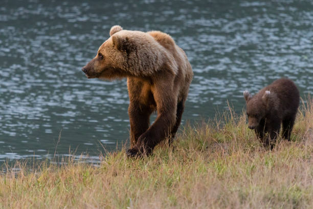 istock Grizzly, brown bear, Alaska 1323351811