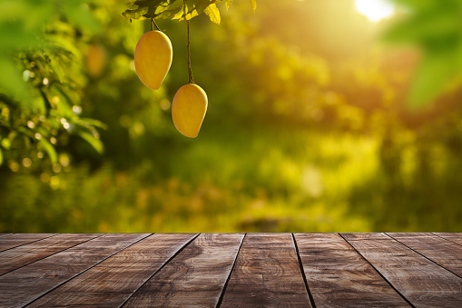 Ripe Mango tropical fruit hanging on tree with rustic wooden table and sunset at organic farm