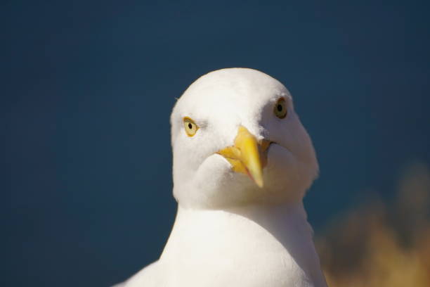 istock Portrait of a Herring Gull 1323353107