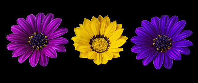Flowers on a black background for designers.