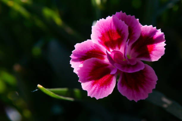 istock Pink Dianthus flower in the sun 1323356065