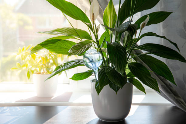 istock Round transparent self watering device globe inside potted peace lilies Spathiphyllum plant soil in home interior indoors, keeps plants hydrated during vacation period inside home. 1323356950