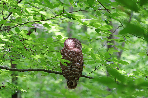 Barred owl perched on a branch amidst green leaves, viewed from behind