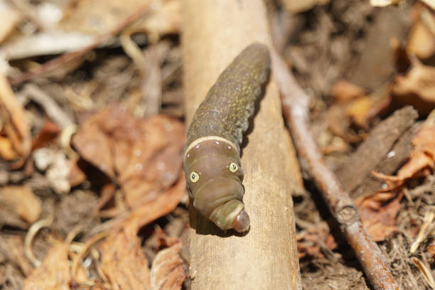 Easter tiger swallowtail caterpillar crawling on a stick, with head extended to the left resembling an elephant trunk.
