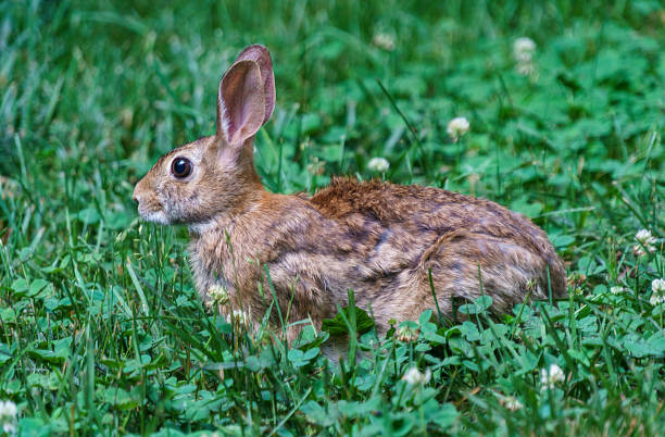 istock Alert brown rabbit crouching in a clover-filled meadow. 1323358034