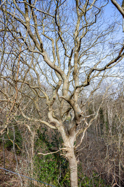istock Bare tree surrounded by wild plants in a Dutch nature reserve 1323358179