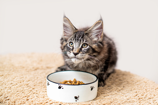 A tabby gray Maine Coon kitten sits in front of a food bowl and looks at its owner.