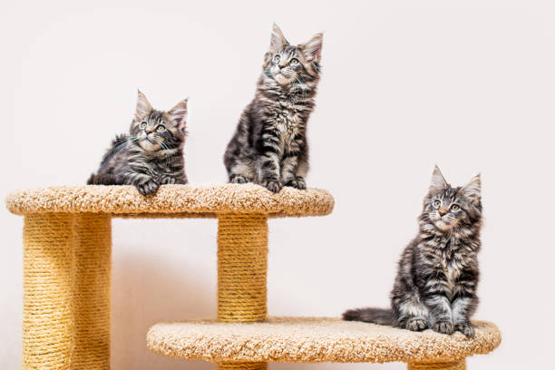 istock Three maine coon kittens with a long fluffy tail sitting on scratching post against light wall 1323360035