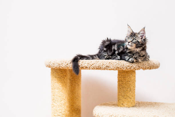 istock Maine Coon kitten with a long fluffy tail sitting on scratching post against a light wall 1323360059