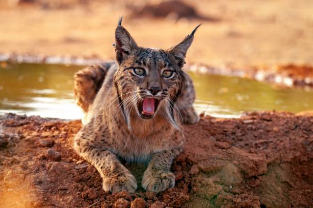 istock Iberian lynx, Lynx pardinus. 1323360328