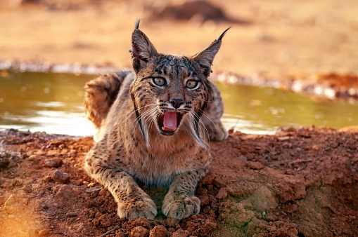 Iberian lynx, Lynx pardinus, wild cat endemic to Iberian Peninsula in Castilla La Mancha, Spain.