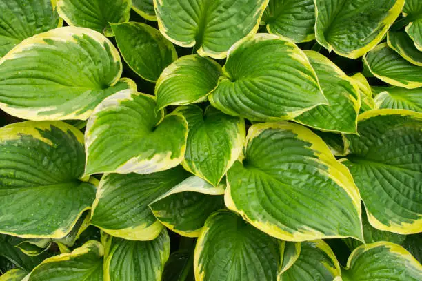 Photo of Big Hosta Or Funkia Leaf After Rain. Waterdrops on hosta Golden Tiara leaves