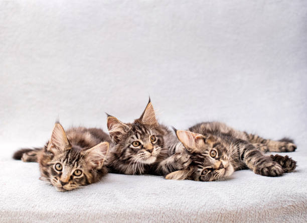 istock Mainecoon family three kittens lie on light fluffy blanket 1323360451