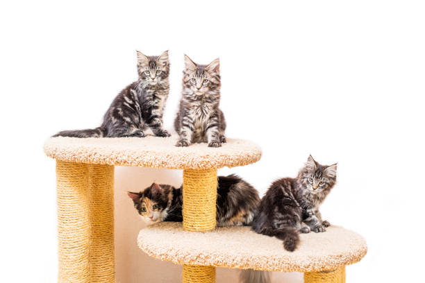 istock Four maine coon kittens with a long fluffy tail are sitting on scratching post isolated on a white background 1323360505