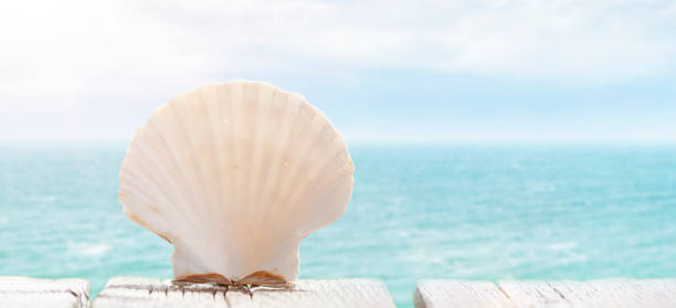 istock Scallop shell on the beach with ocean in the background 1323360598