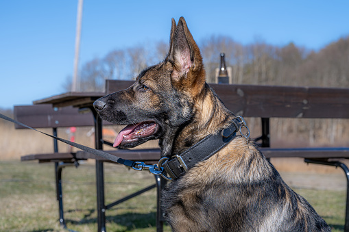 A happy four months old German Shepherd puppy looking at the camera. Working line breed