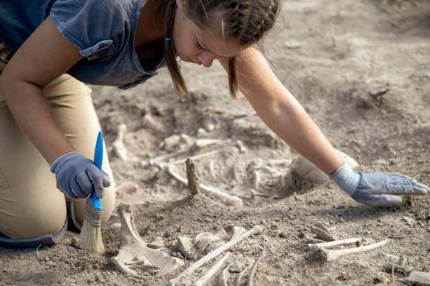 Female archaeologist working on human remain excavation stock photo