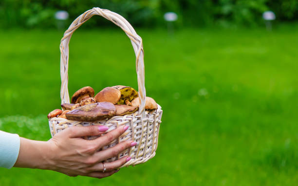 istock Forest mushrooms in a basket on a tree stump. Nature 1323361830