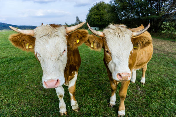 Cows are feeding on grass in meadow.Sölden - Germany.