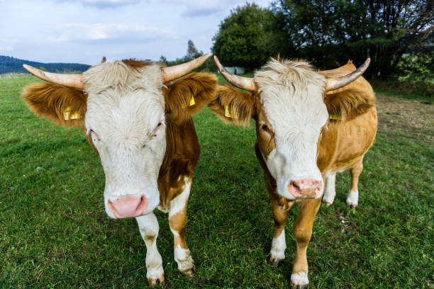 face of two curious cow on a green summer meadow face of two curious cow on a green summer meadow two cows stock pictures, royalty-free photos & images