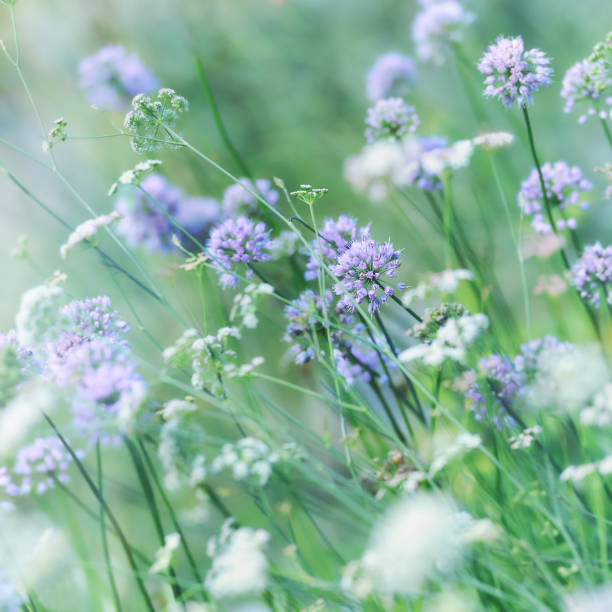 istock Nature background with spring flowers. Selective and soft focus. Close up. 1323364264