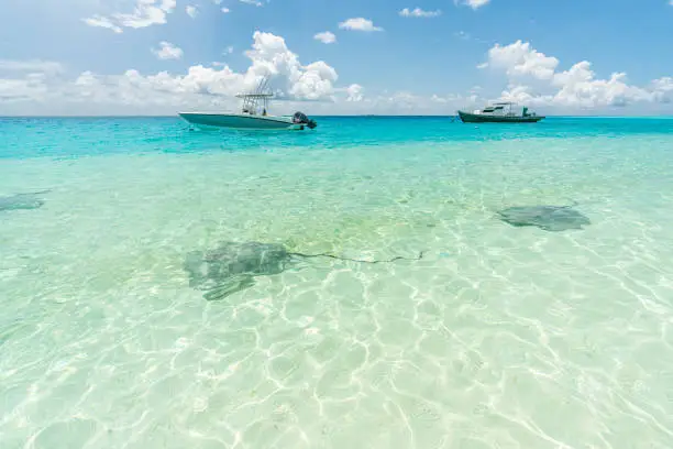 Photo of Stingray in crystal clear water in Fulidhoo island beach, Maldives.