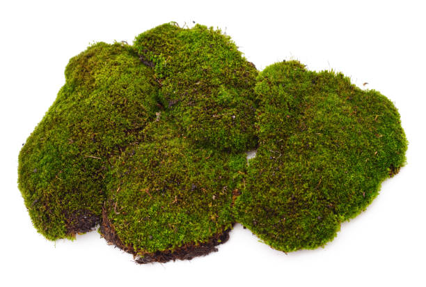 istock Bunch of green moss. 1323365273