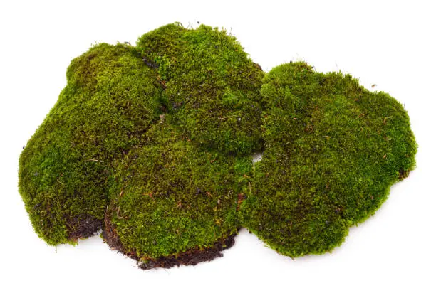 Bunch of green moss isolated on a white background.