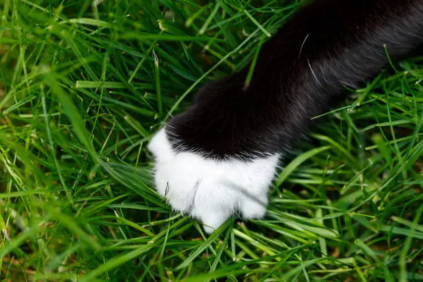 Black and white cat paw on green lawn grass in summer garden.