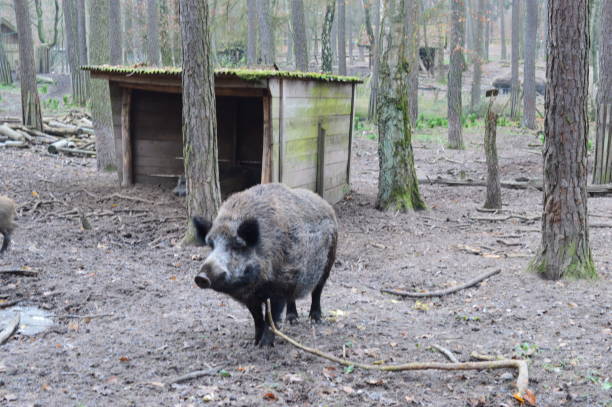 istock Portrait of a boar 1323365350