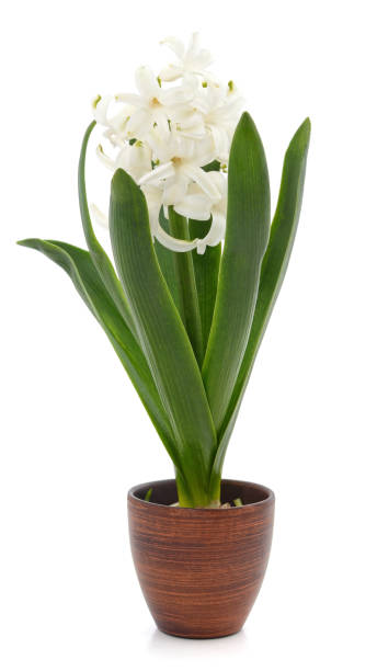 istock White hyacinth in a pot. 1323365574
