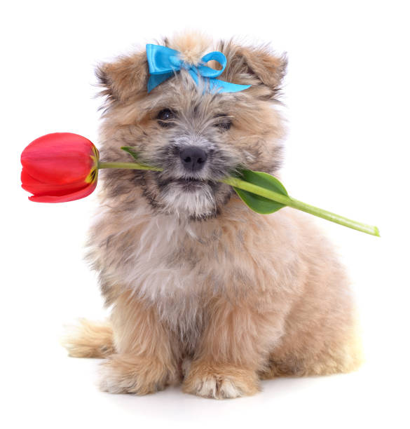 istock Puppy in a bow and tulip. 1323365807