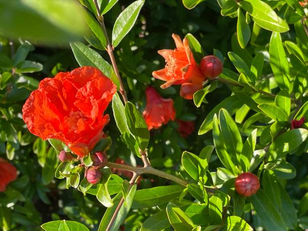 istock pomegranate flowers on pomegranate plant 1323369045