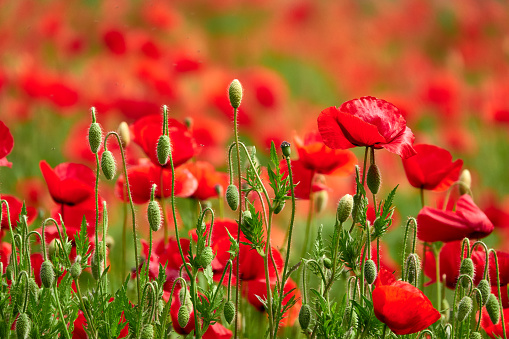 Vivid field of red poppies against the background of the evening sky