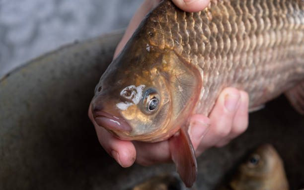 istock Live crucian carp in hands close-up, cooking fish 1323369905