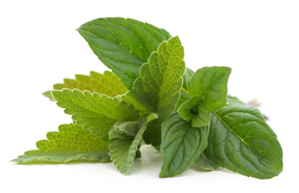 istock Mint and lemon balm leaves. 1323370634