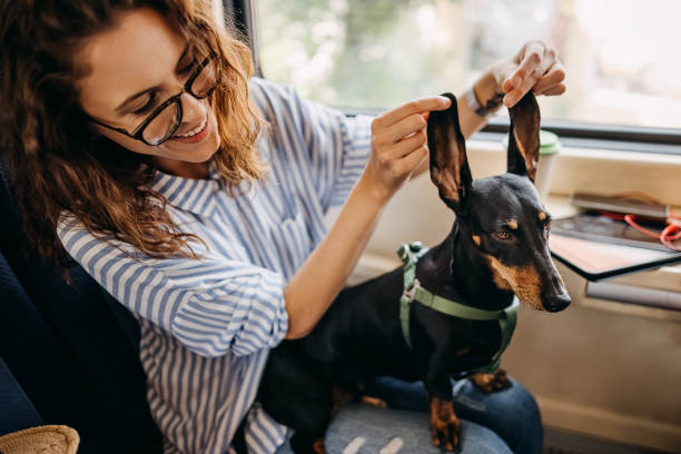 istock I taking my dog everywhere with me 1323372868