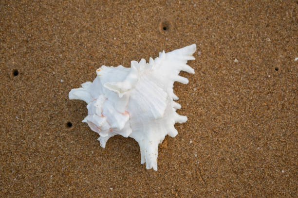 istock Seashell on the sand beach background 1323373063
