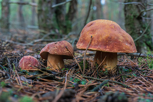 Three boletus mushrooms on a blurred background of trees in a pine forest in the early morning. Spring season. Web banner. Natural background for design.