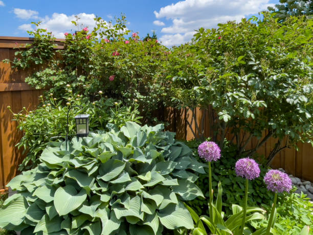 istock Chive and rose blossoms at Courtyard 1323373512