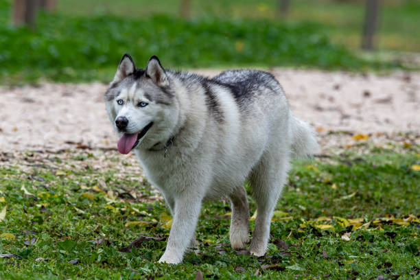istock Siberian Husky dog walking through the park 1323375877