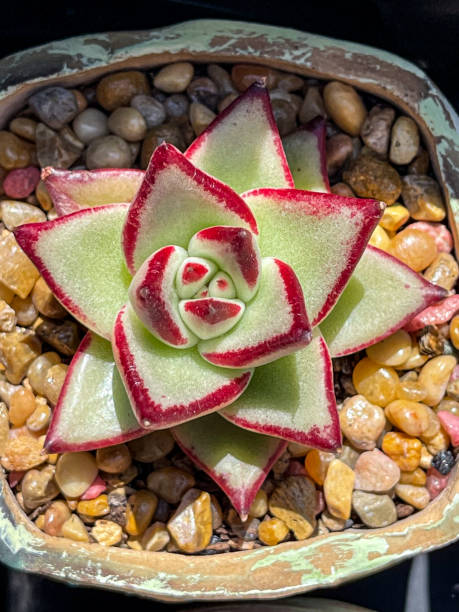 Echeveria Agavoides Ebony Succulent Plants Toronto, Canada. park leaf flower head saturated color stock pictures, royalty-free photos & images