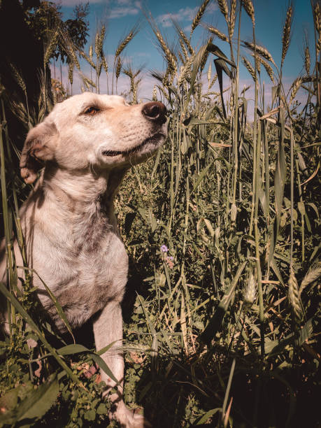 istock white dog in wheat field 1323375963