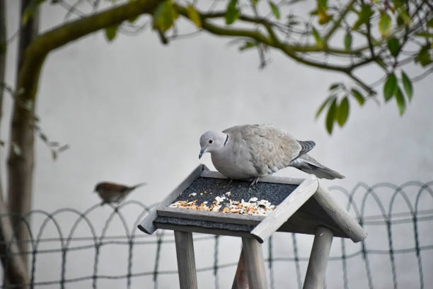 Pigeon, Eurasian collared dove (Streptopelia decaocto) sitting on the roof of the bird feeder in the garden eating seeds and grains