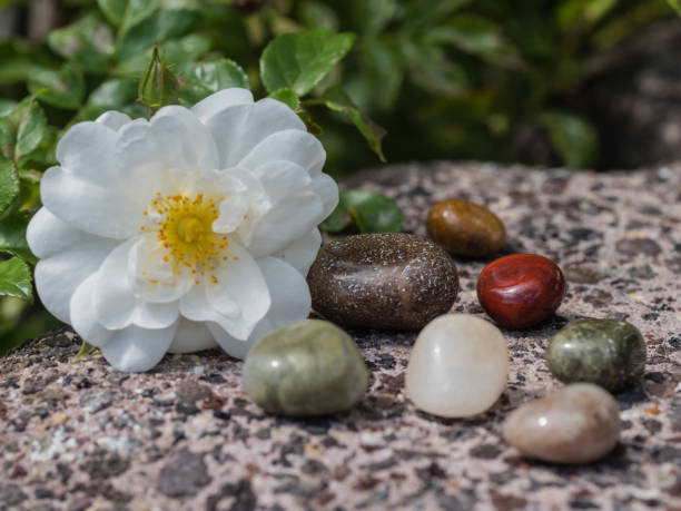 istock White wild rose with lucky stones on a stone wall 1323377784