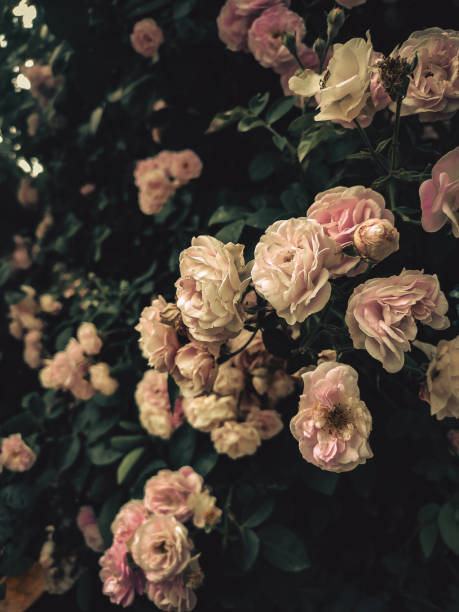 istock white and pink roses on a branch 1323377900