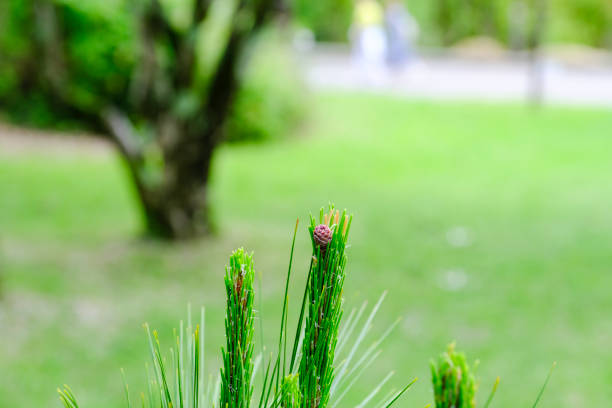 The Pine branch with small new cones