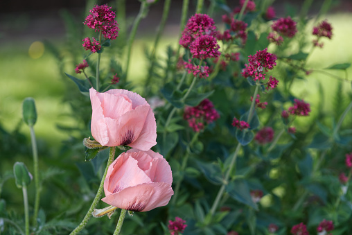 Fresh Pink Dahlia in garden. Selective focus.