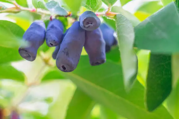 Ripe honeysuckle berries of a dark blue color on a honeysuckle bush among green leaves in drops of water ripened in the spring.